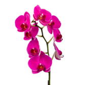 Bold Pink Phalaenopsis Plant Pot