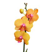 Orange Phalaenopsis Plant Pot