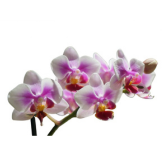 Pinky White Phalaenopsis Plant Pot