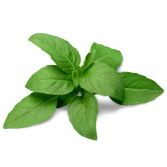 Sweet Basil Leave