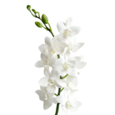 White Dendrobium