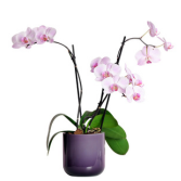 White Purple Phalaenopsis Plant Pot