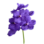 blue vanda