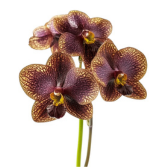 golden vanda