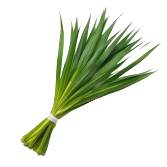 pandanus_leaves-