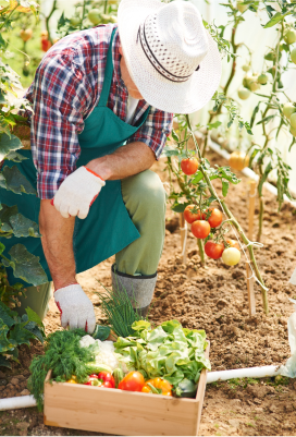 The Role of Technology in Modern Farming